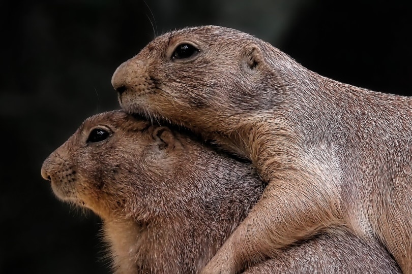 Two prairie dogs being cozy