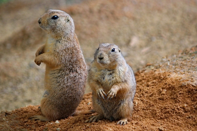 Two prairie dogs standing in the dirt