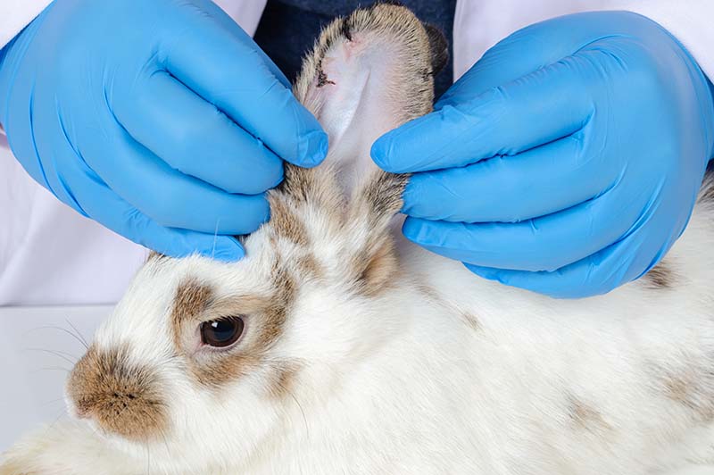 Rabbit ear mite treatment best sale