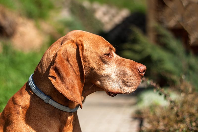 Vizsla Dog with collar