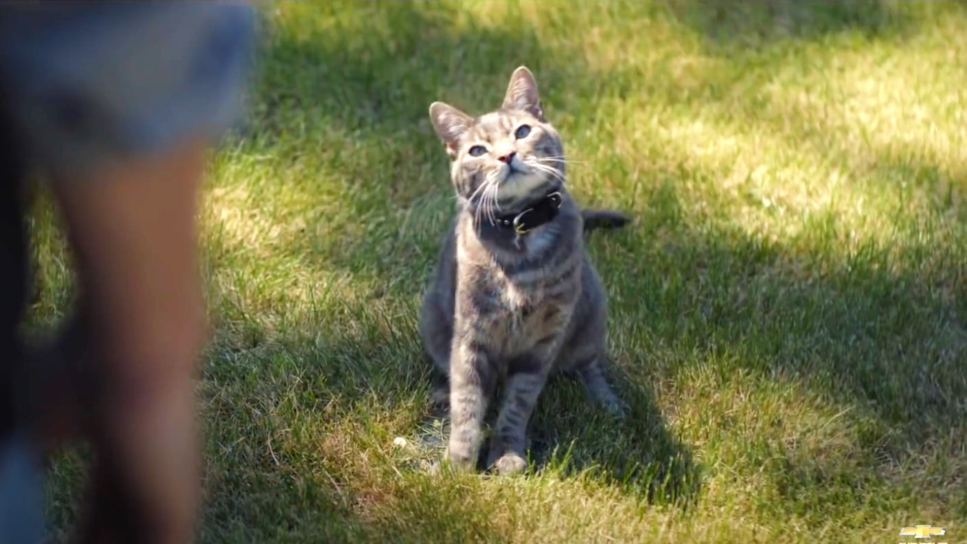 Walter the Chevy Cat sitting in the grass hearing his ownner