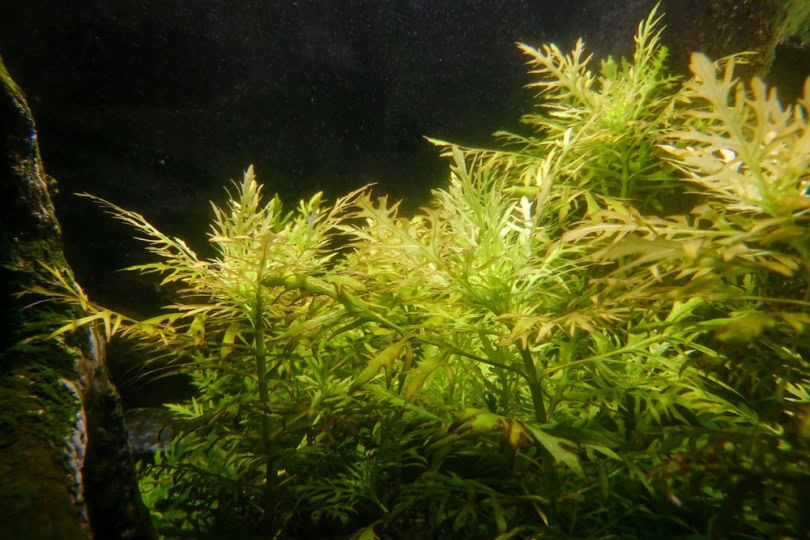 Water sprite in the aquarium