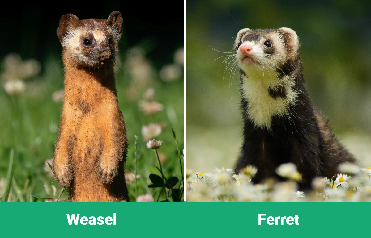 Weasel vs Ferret: What's the Difference? | PangoVet