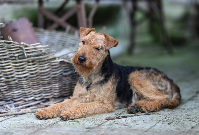 Welsh Terrier hunting dog lying down in a vintage barn