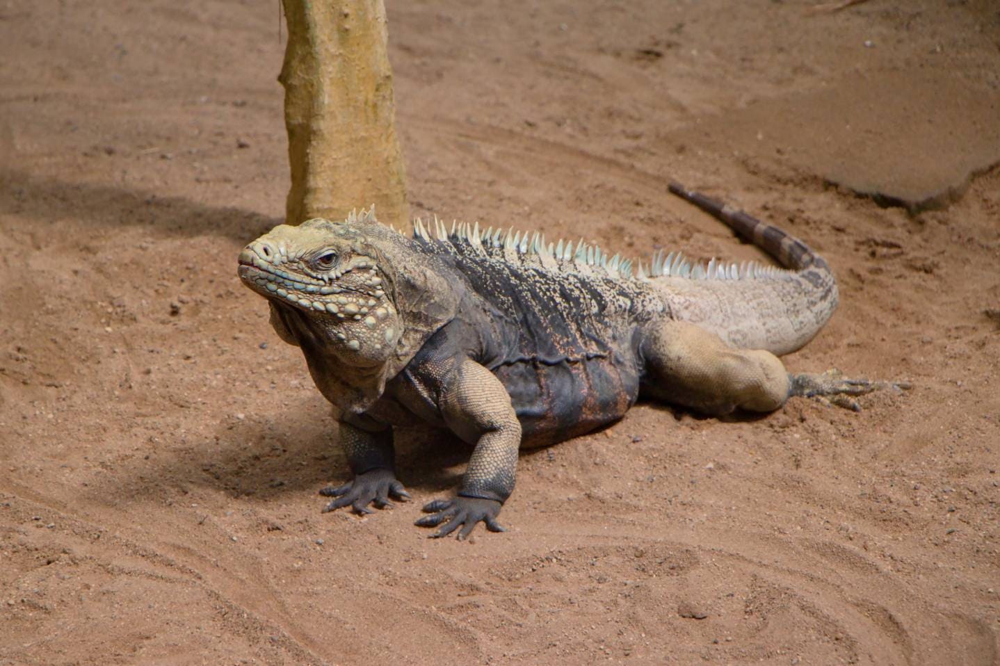 Are Iguanas Poisonous? What You Need to Know | PangoVet