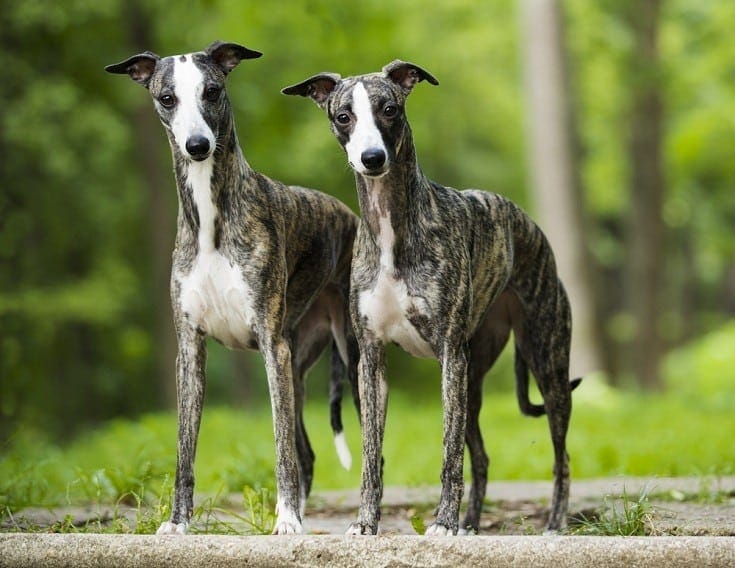 How Much Exercise Do Whippets Need? VetVerified Care Tips PangoVet