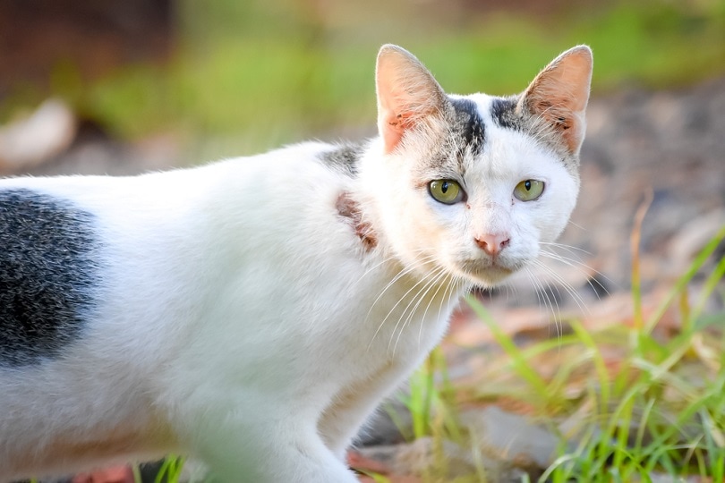 White-Javanese-cat_Munfarid_shutterstock