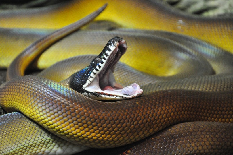 White Lipped Python: Facts, Info & Care Guide (With Pictures) | PangoVet