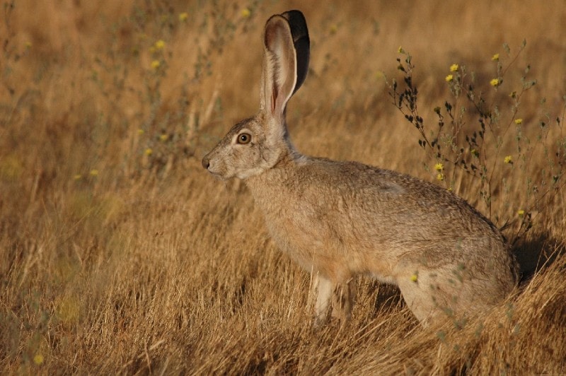 White-Sided Jackrabbit