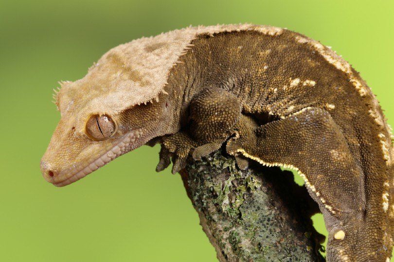 12 Types of Crested Geckos: Morphs, Colors & Traits (With Info ...