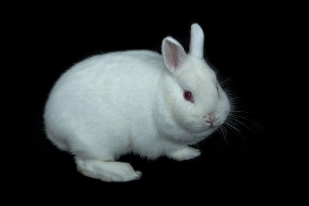 White Vienna Rabbit