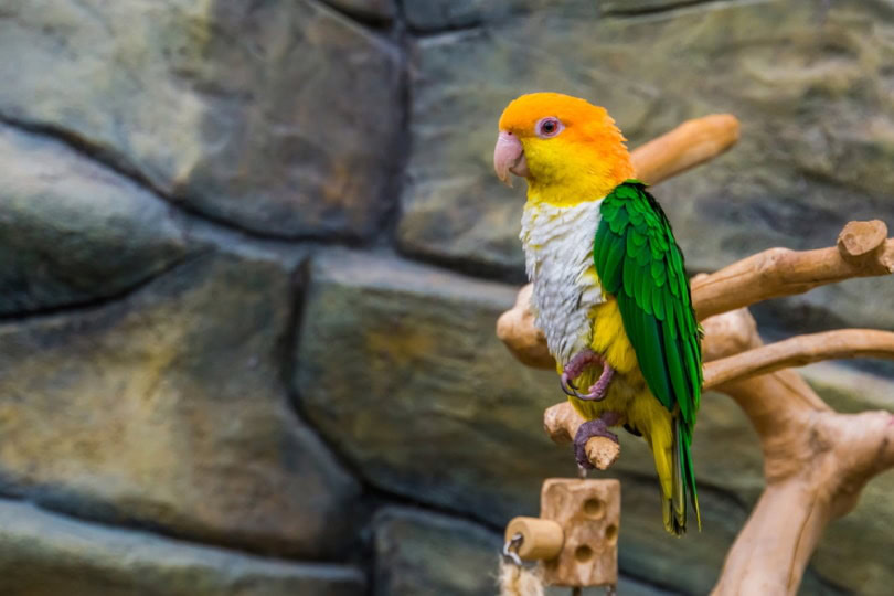Caique bird sales