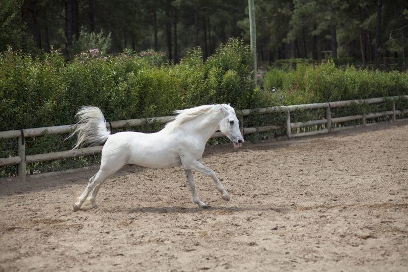 White horse galloping in the dirt