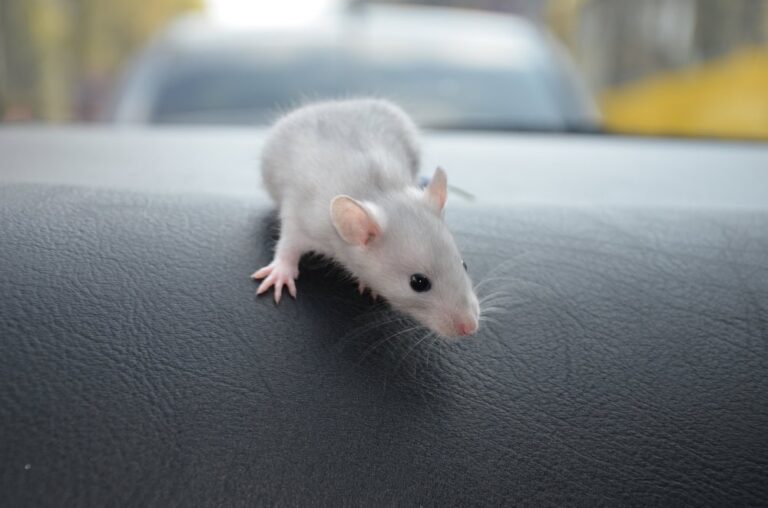 How to Get Mice Smell Out of Car Upholstery & Car Vents 6 Effective