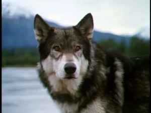 Whitefang from the movie