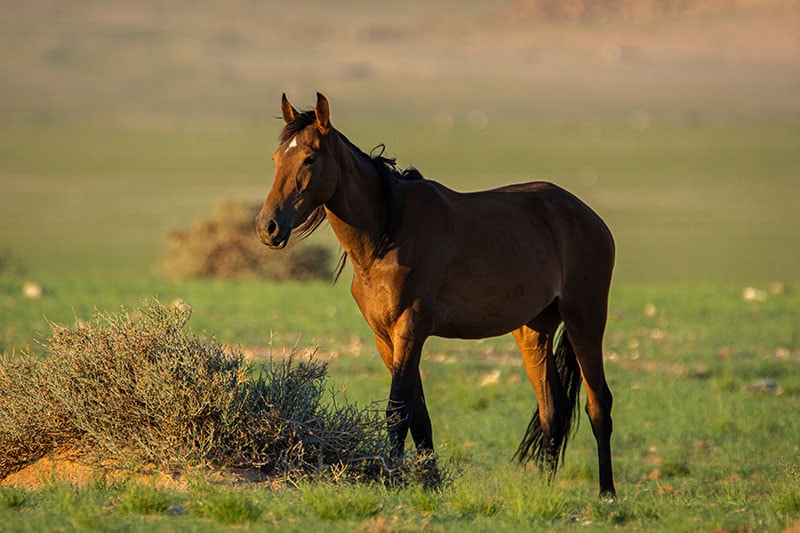Wild Horses close to Aus in Namib desert in Namibia