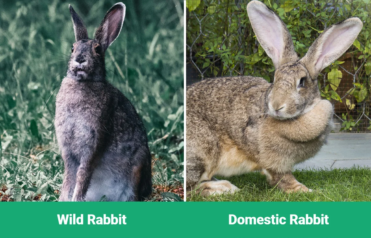 Wild Rabbit vs Domestic Rabbit - Visual Differences