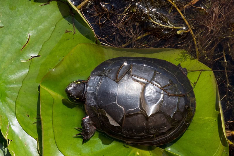 Do Turtles Shed? Facts & Care Tips PangoVet