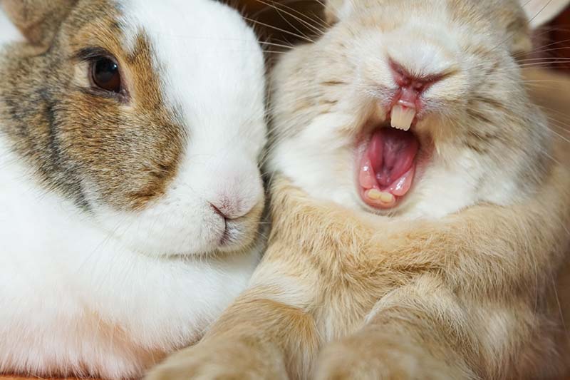 10 Surprising Vet-Verified Facts About Rabbit Teeth | PangoVet