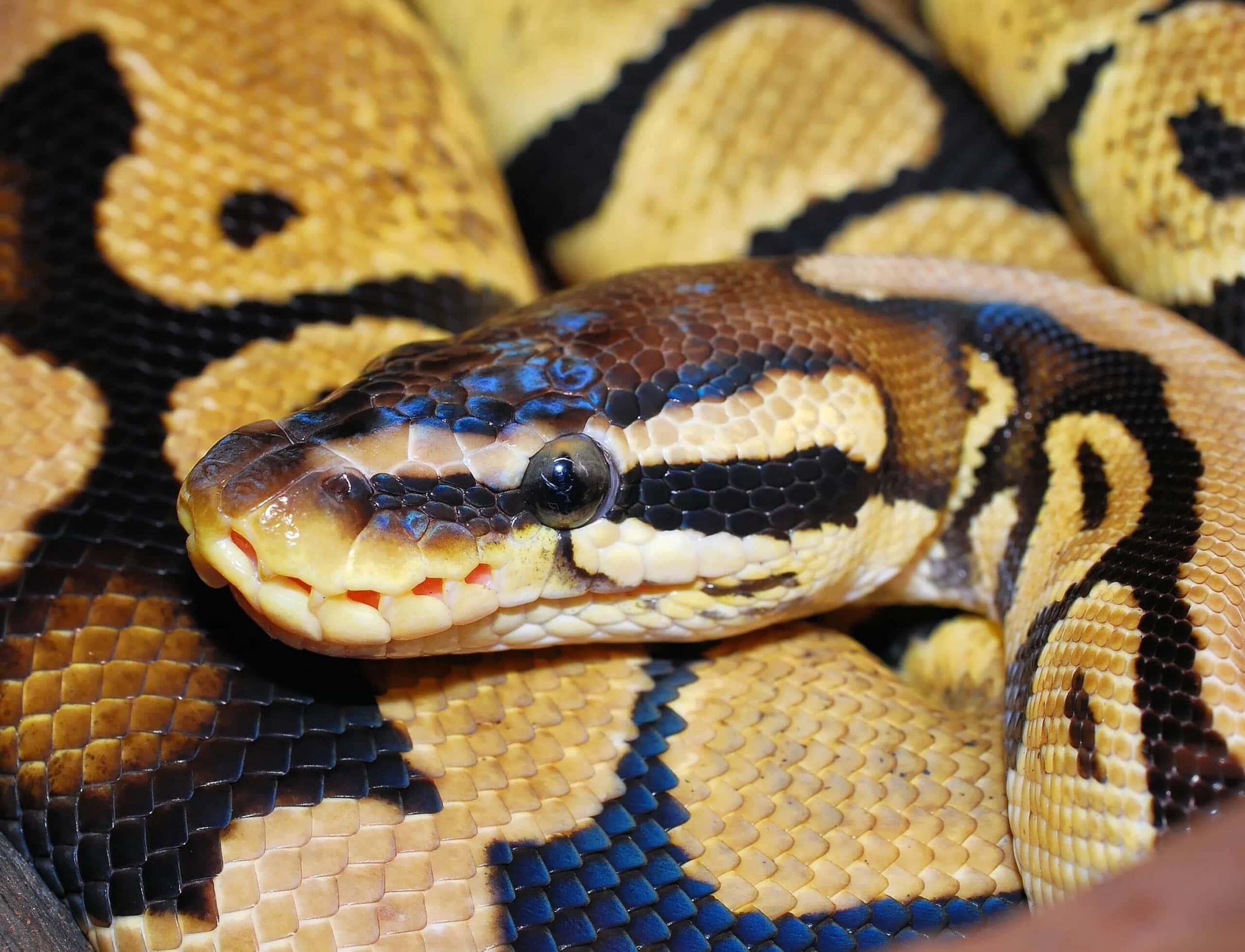Yellow Belly Ball Python Morph: Info, Pictures, Appearance & Care Guide ...