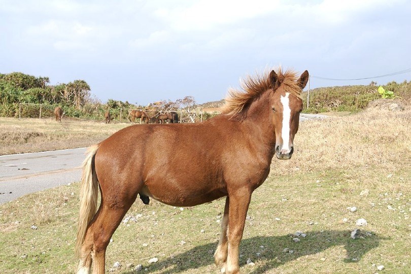 Yonaguni Horse