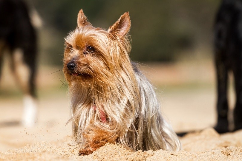 15 Miniature Dog Breeds (With Info & Pictures) | PangoVet