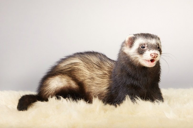 Young ferret male_Couperfield_shutterstock