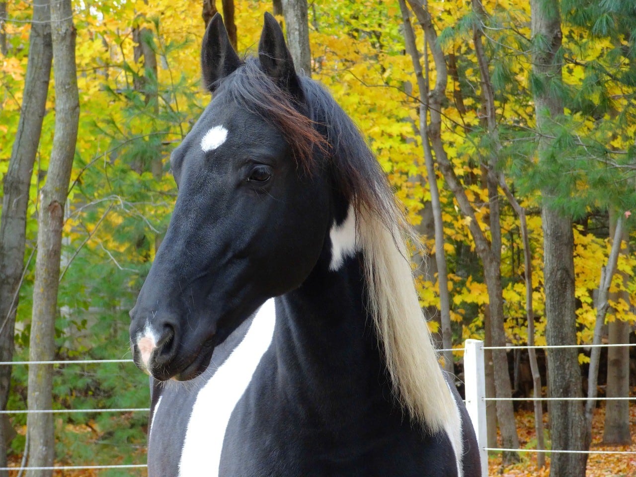 How Much Does a Friesian Horse Cost? (2024 Price Guide) PangoVet