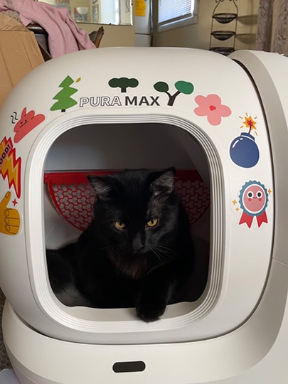 a black cat in the petkit pura max litter box