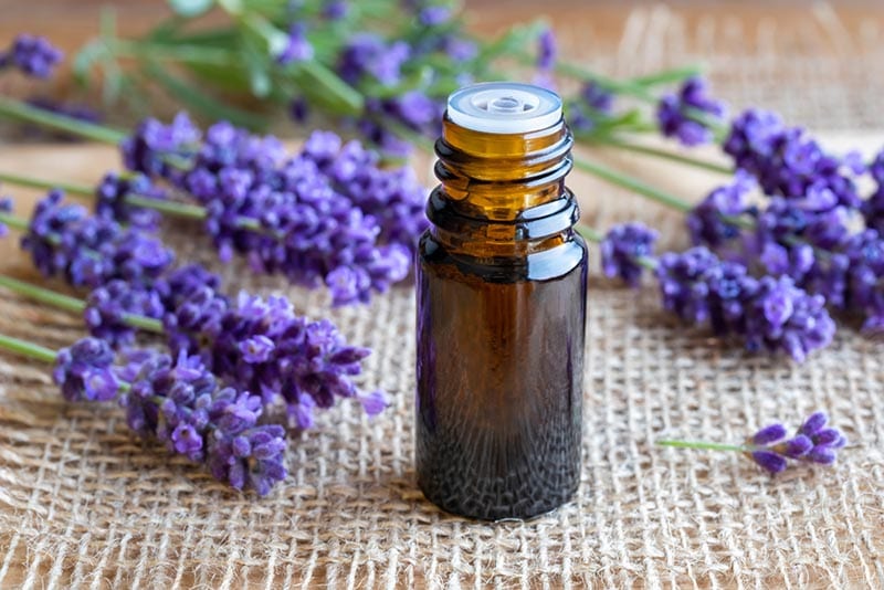 Does Lavender Oil Kill Fleas? VetApproved Tips, Risks & FAQ PangoVet