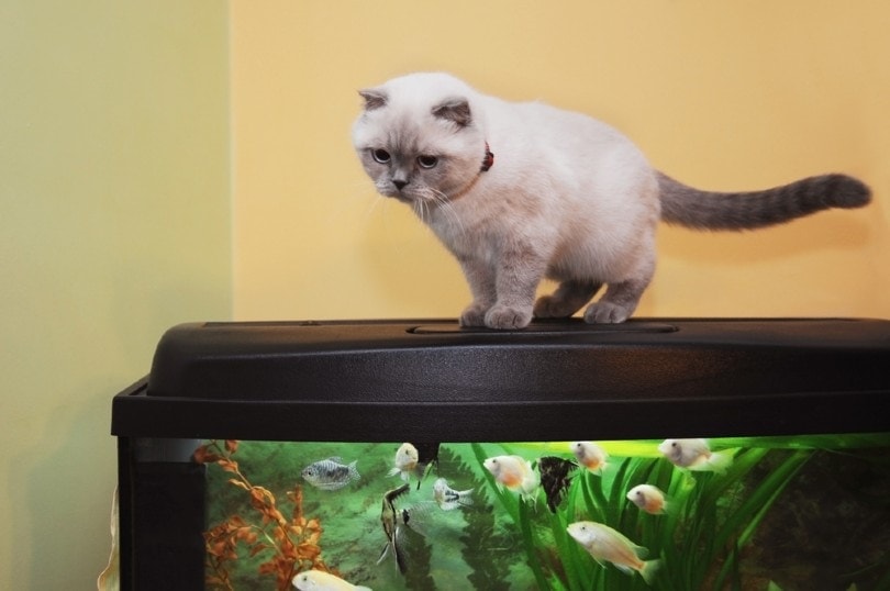 a british shorthair cat above a fish tank