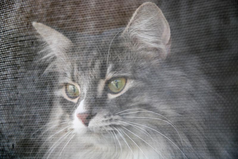 a cat behind a screened window
