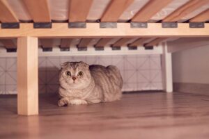 a cat hiding under the bed