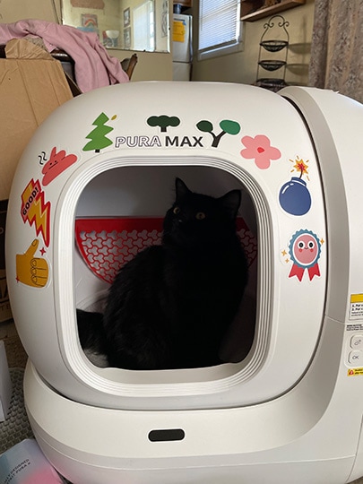 a cat in the petkit pura max litter box