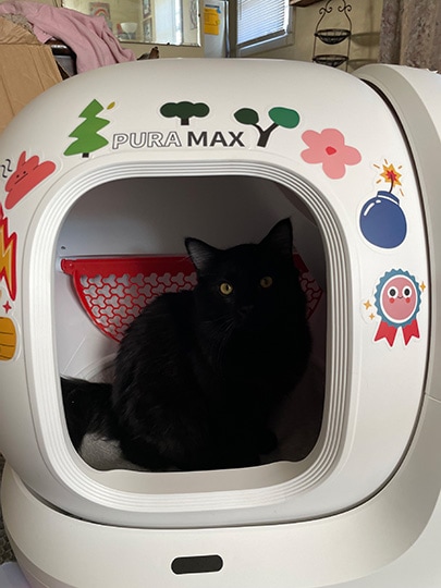 a cat in the petkit pura max self-cleaning litter box