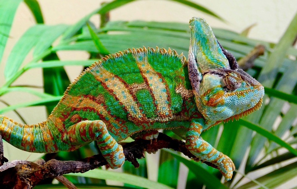 a chameleon