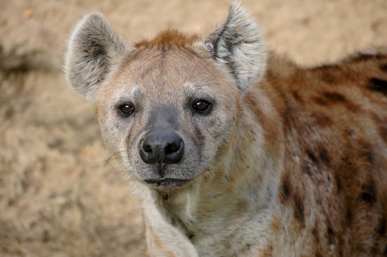 Do Hyenas Make Good Pets? Vet-Verified Facts & Risks | PangoVet