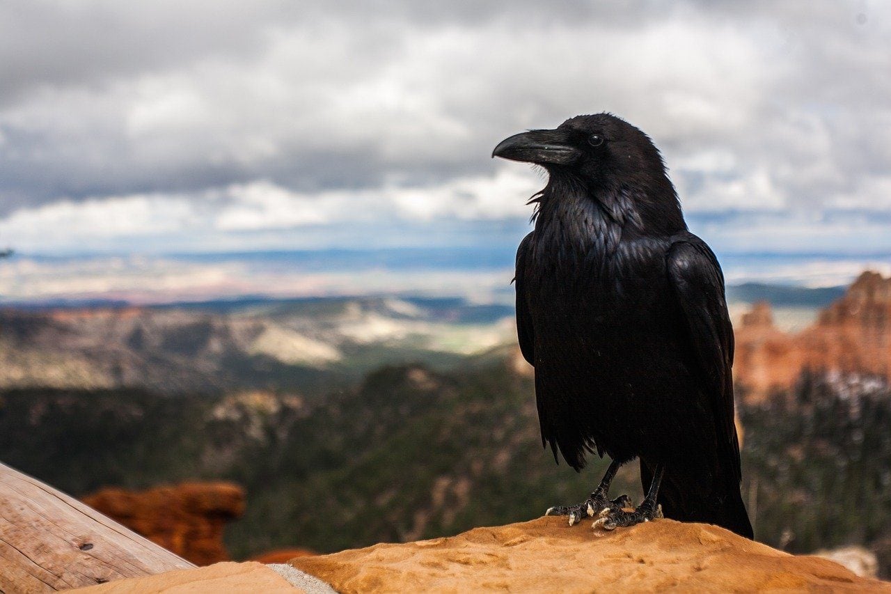 How Intelligent Are Crows