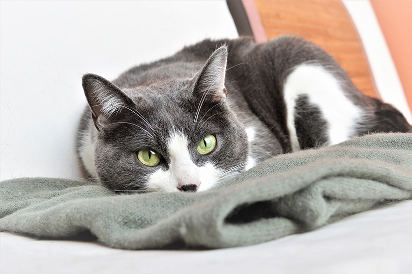 a gray and white shorthaired cat lying on a blanket at home