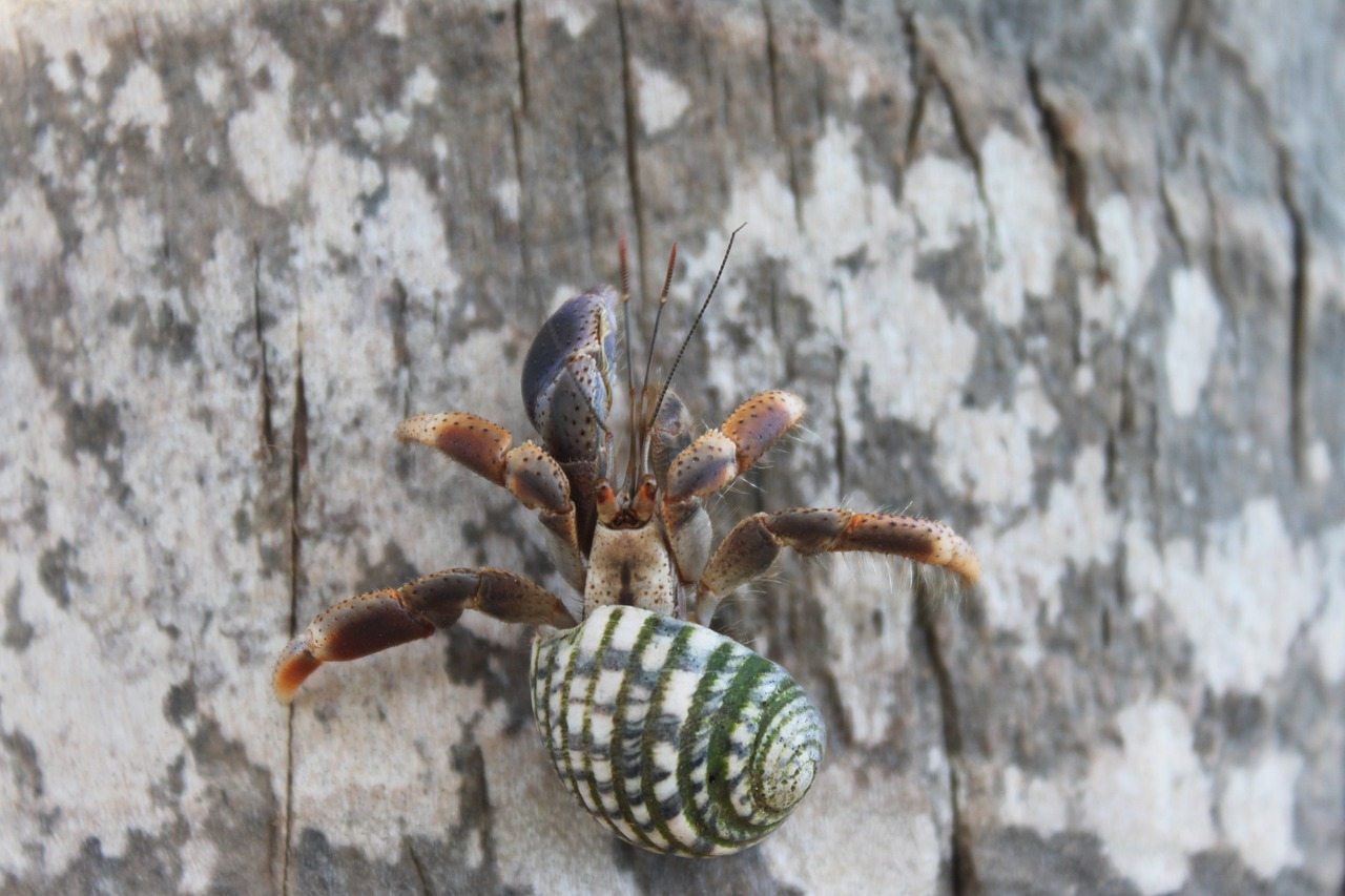 How to Take Care of a Pet Hermit Crab Fact Sheet & Advice PangoVet