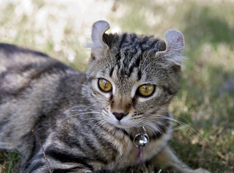 a highlander cat lying on grass
