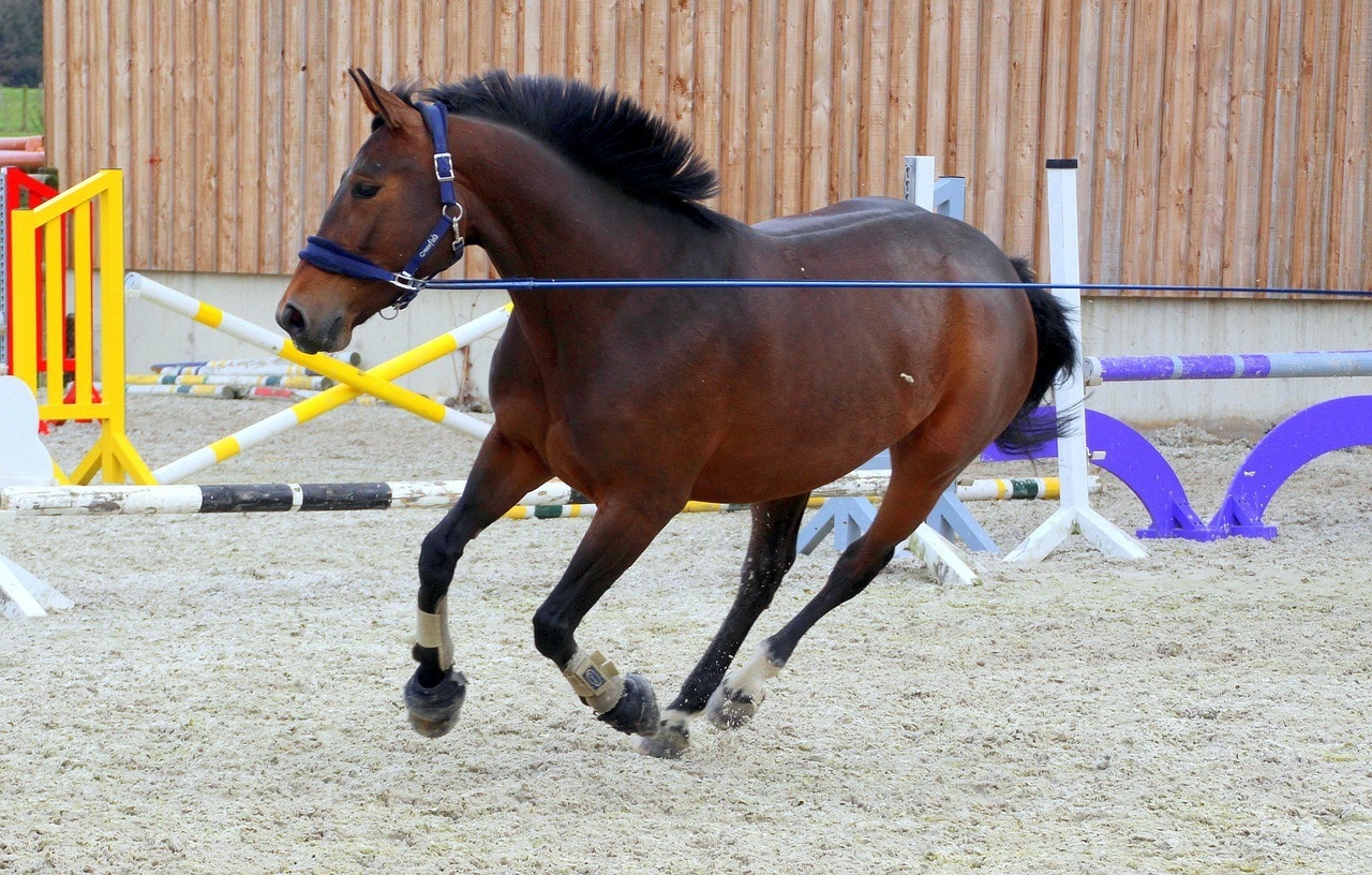 a horse lunging