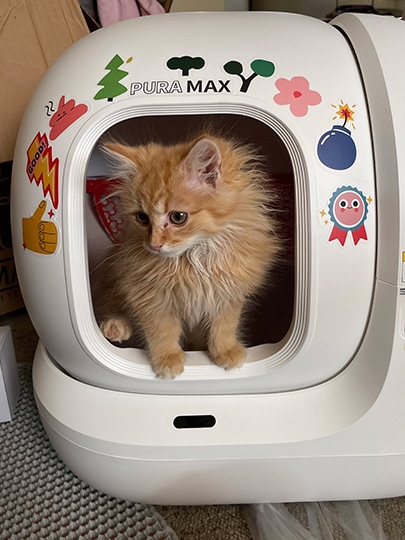 a kitten in the petkit pura max litter box