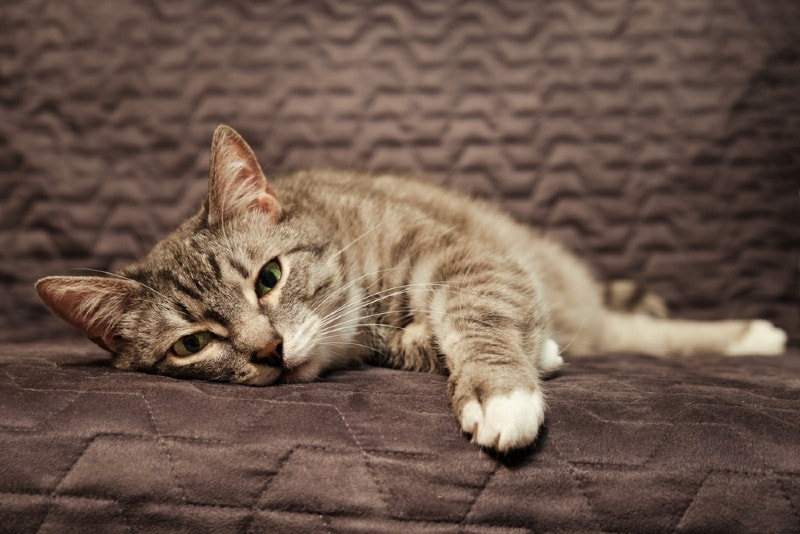 Pancreatitis in Cats (Vet Approved): Signs, Causes & Treatment | PangoVet