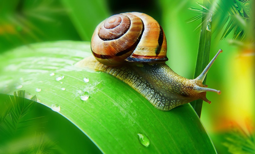 a snail on a long leaf