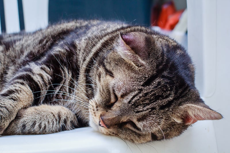 Cat Ears Drooping Signs, Causes & Treatments (Vet Answer) PangoVet