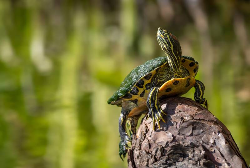 a yellow bellied slider turtle perched on a stone