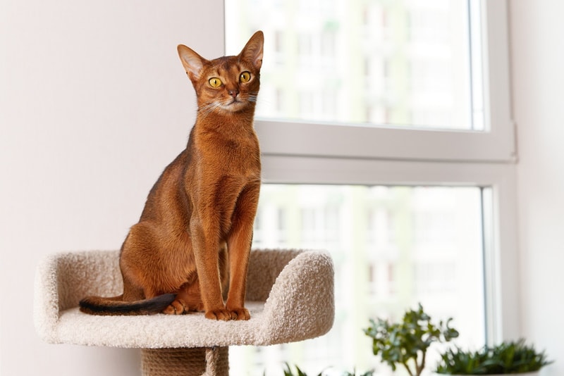 How Big Do Abyssinian Cats Get? Vet-Verified Size & Growth Chart | PangoVet