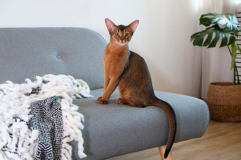 Abyssinian cat sitting on the sofa
