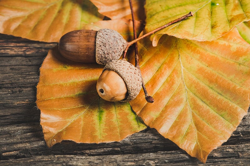 acorns on leaves